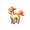 Ponyta